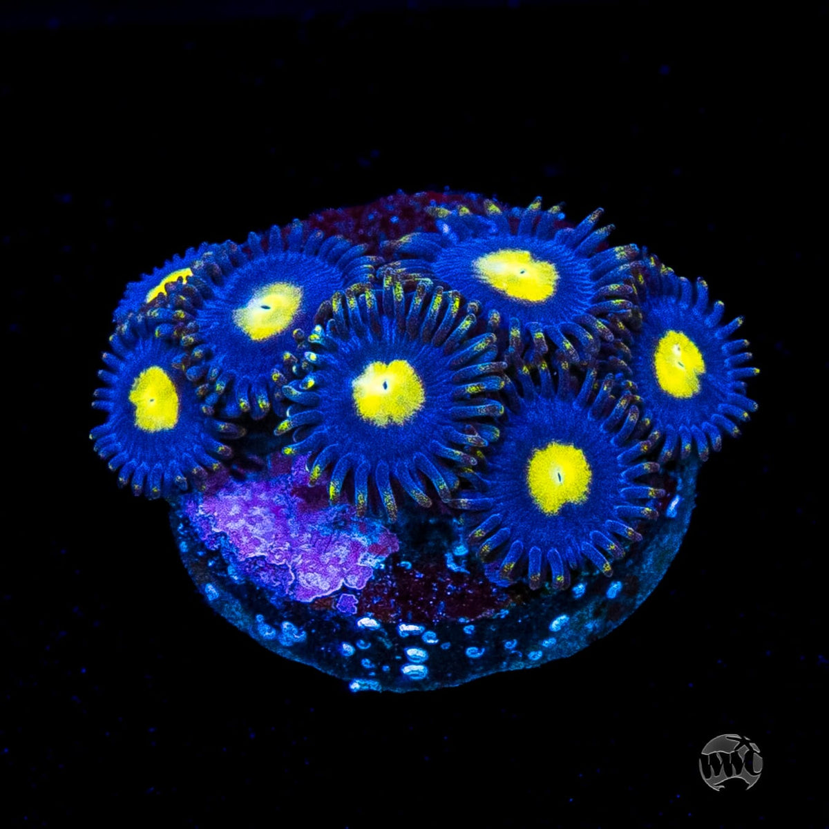 WWC Crazy Kimchi Zoanthids