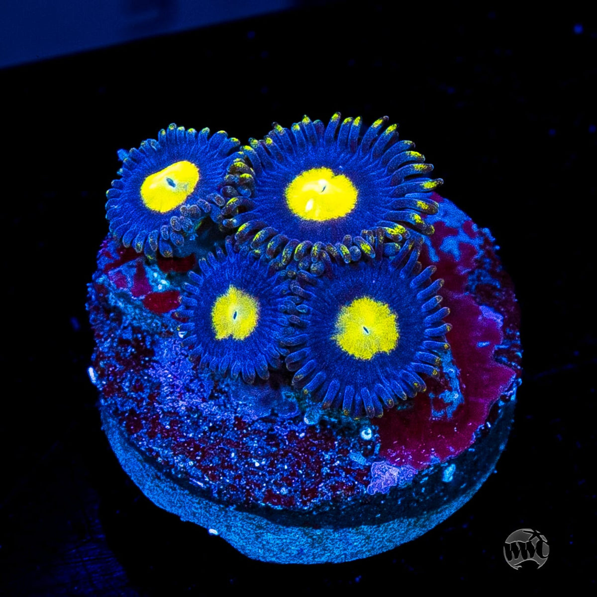WWC Crazy Kimchi Zoanthids