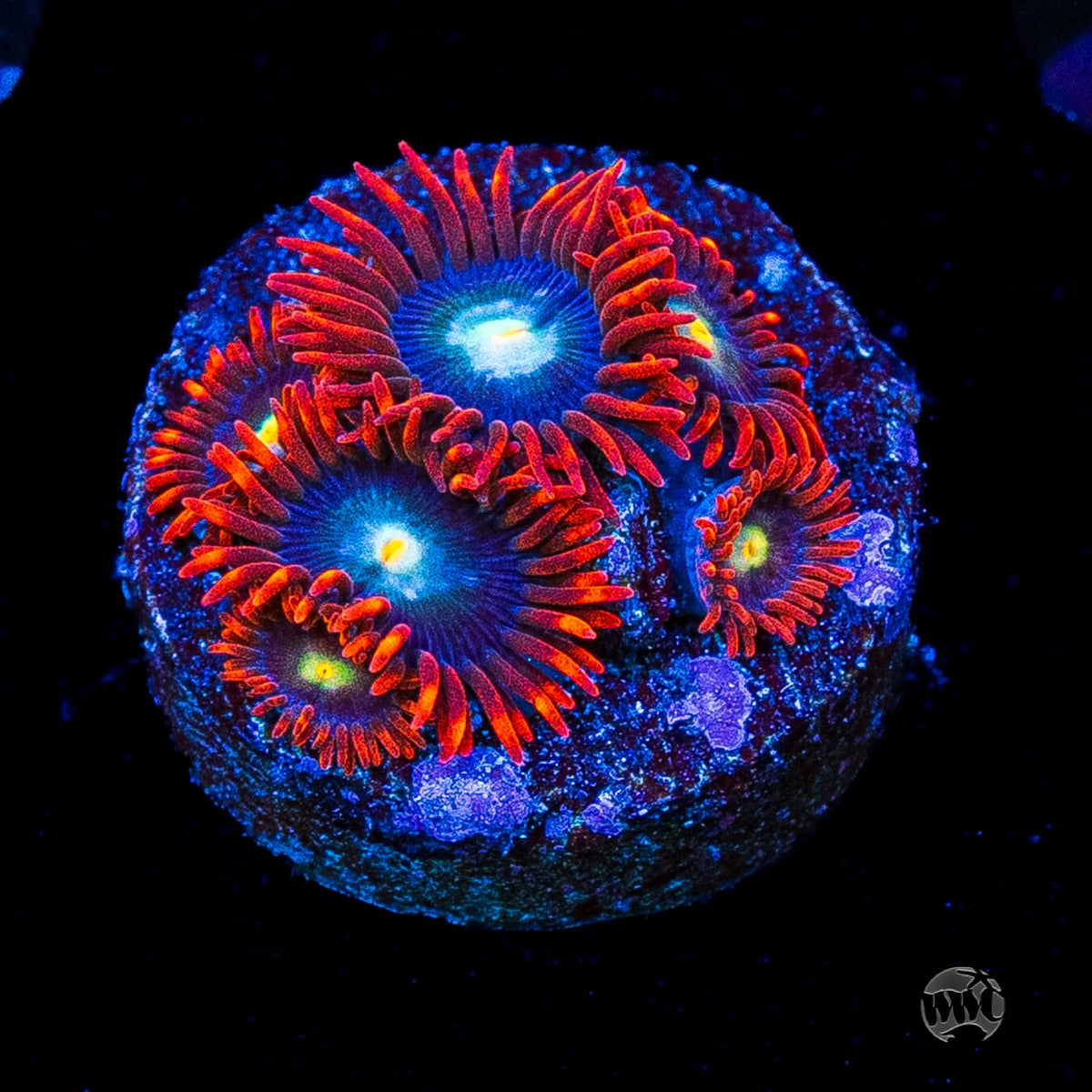 WWC Wildfire Zoanthids
