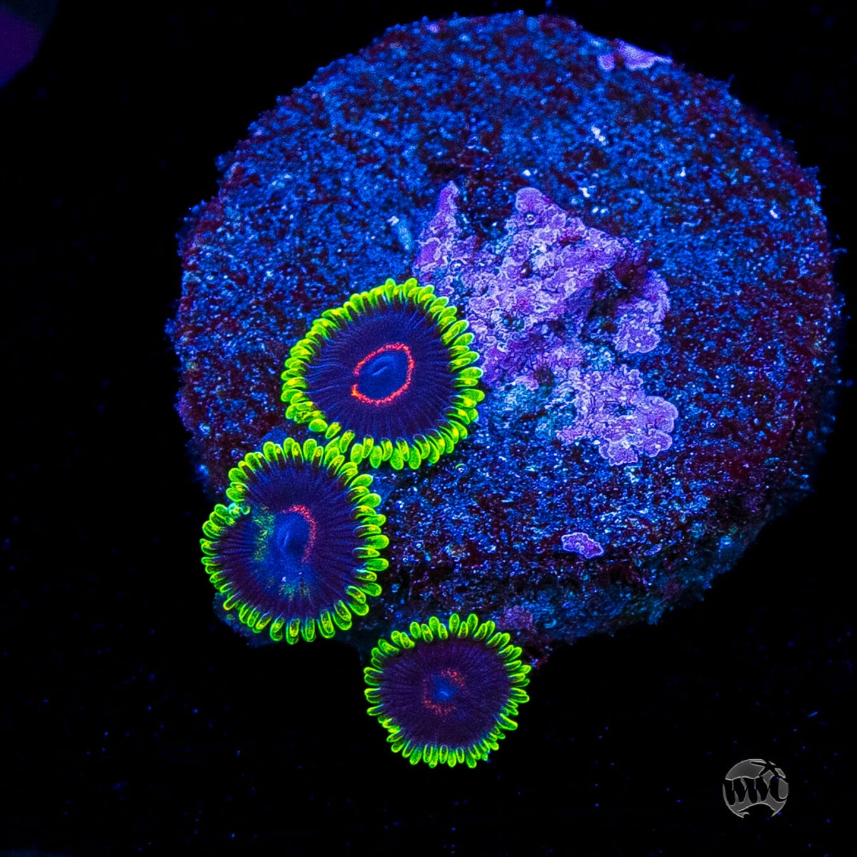 WWC Purple Hearts Zoanthids