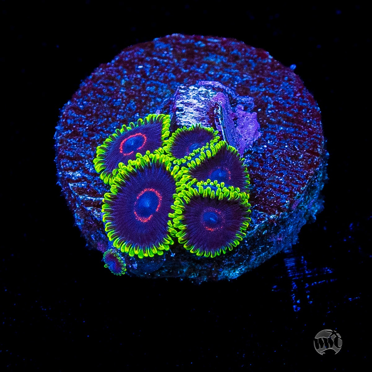 WWC Purple Hearts Zoanthids