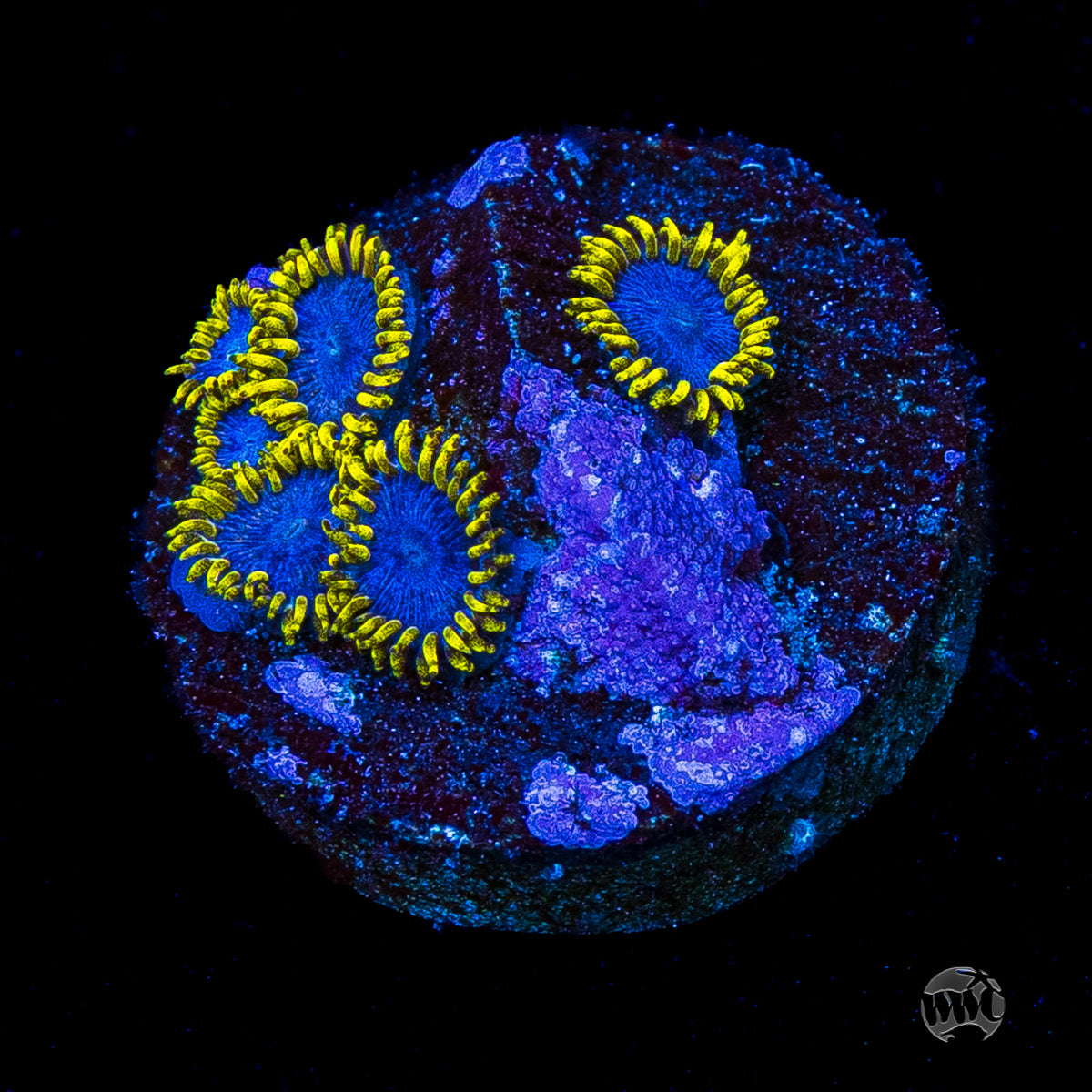 WWC Blue Angels Zoanthids