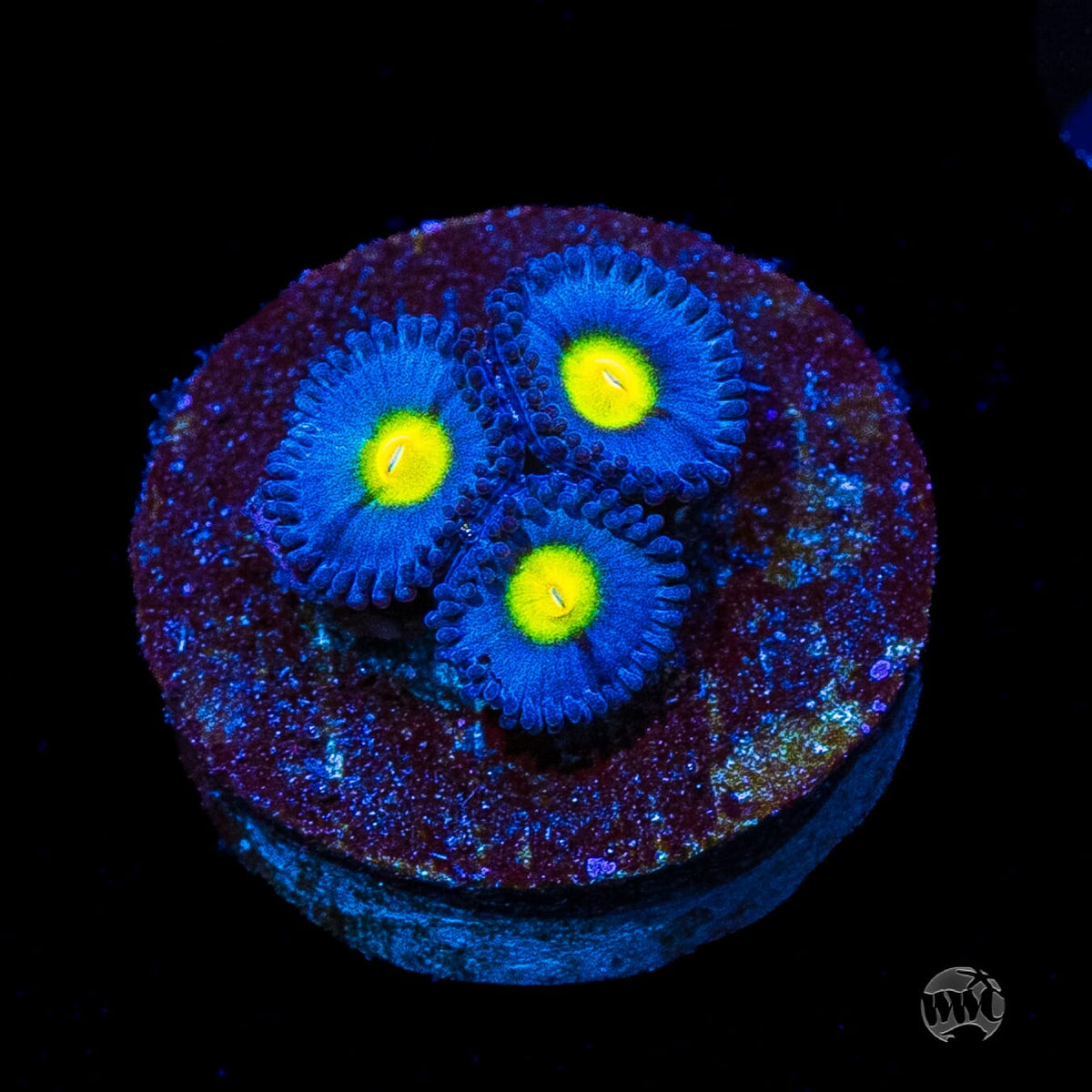 WWC AOI Zoanthids