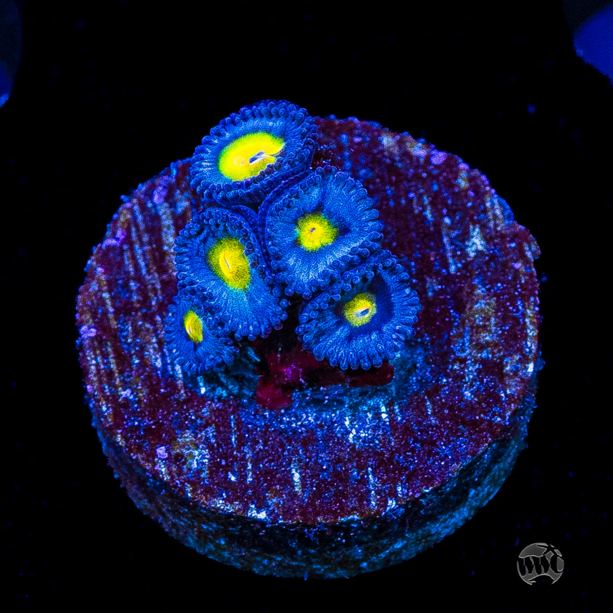 WWC AOI Zoanthids