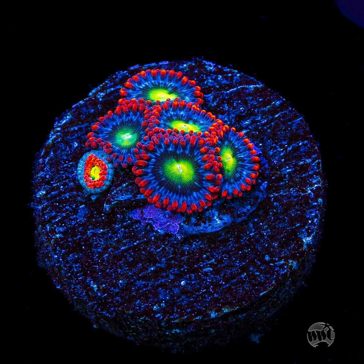 WWC Monster Mash Zoanthids