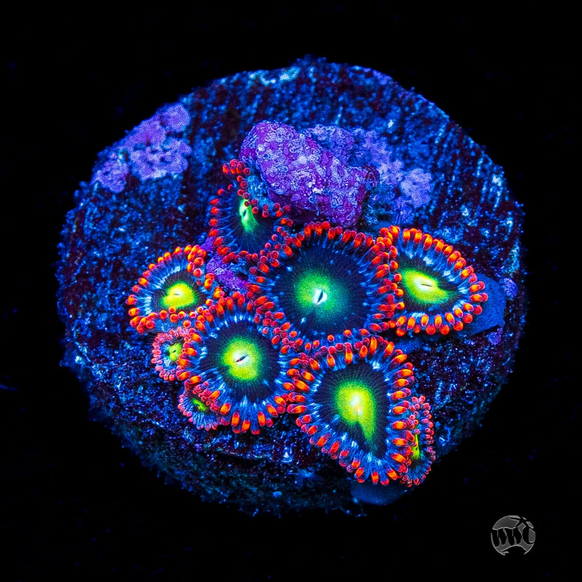 WWC Monster Mash Zoanthids