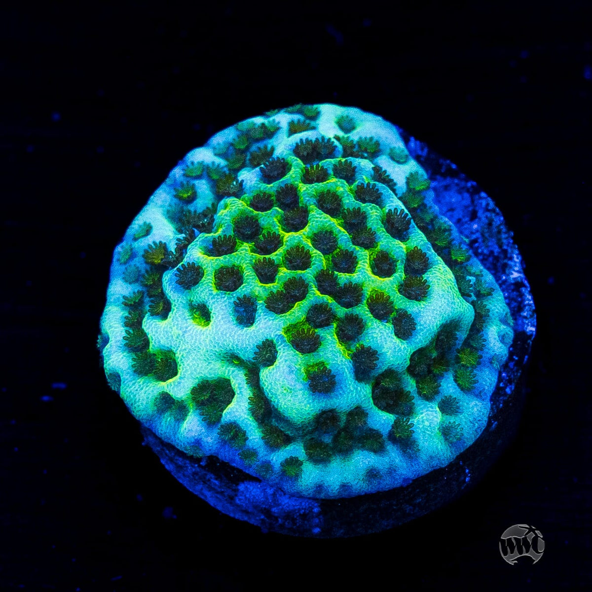 Neon Spongodes Montipora
