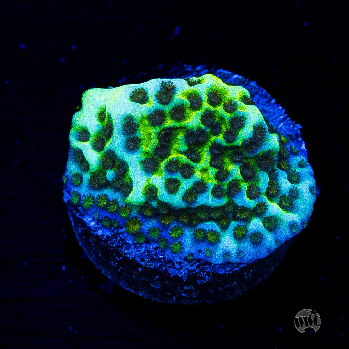 Neon Spongodes Montipora
