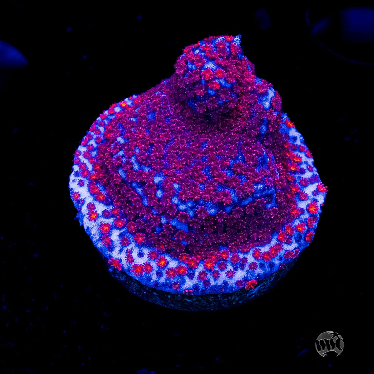 WWC Superman Montipora