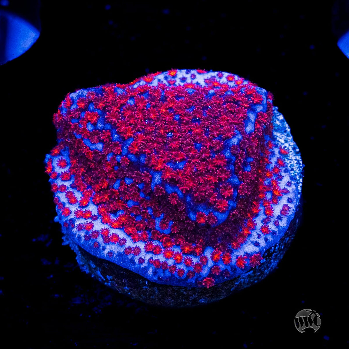 WWC Superman Montipora