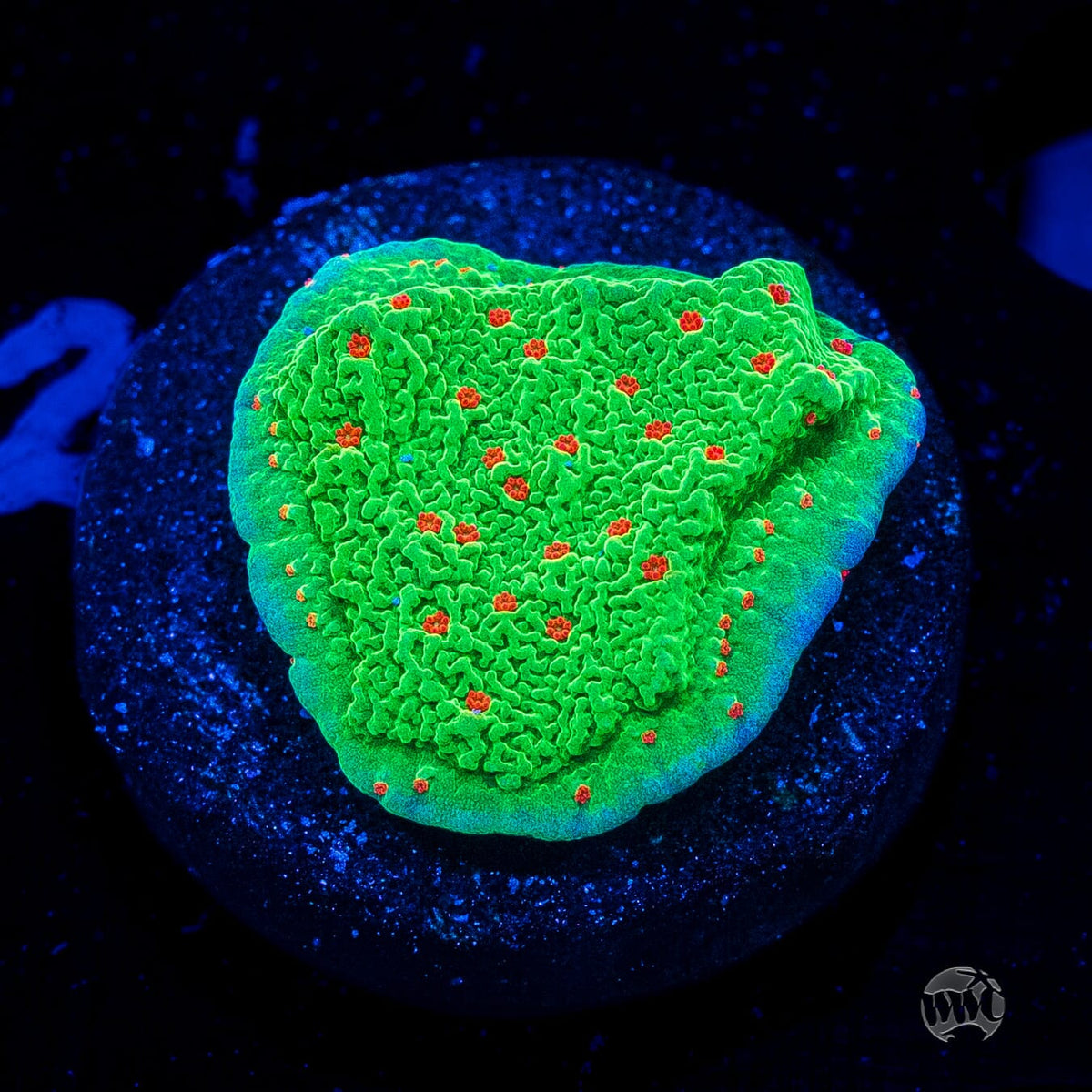 Seasons Greetings Montipora