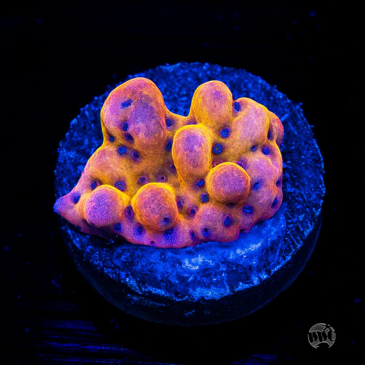 WWC Quicksand Montipora