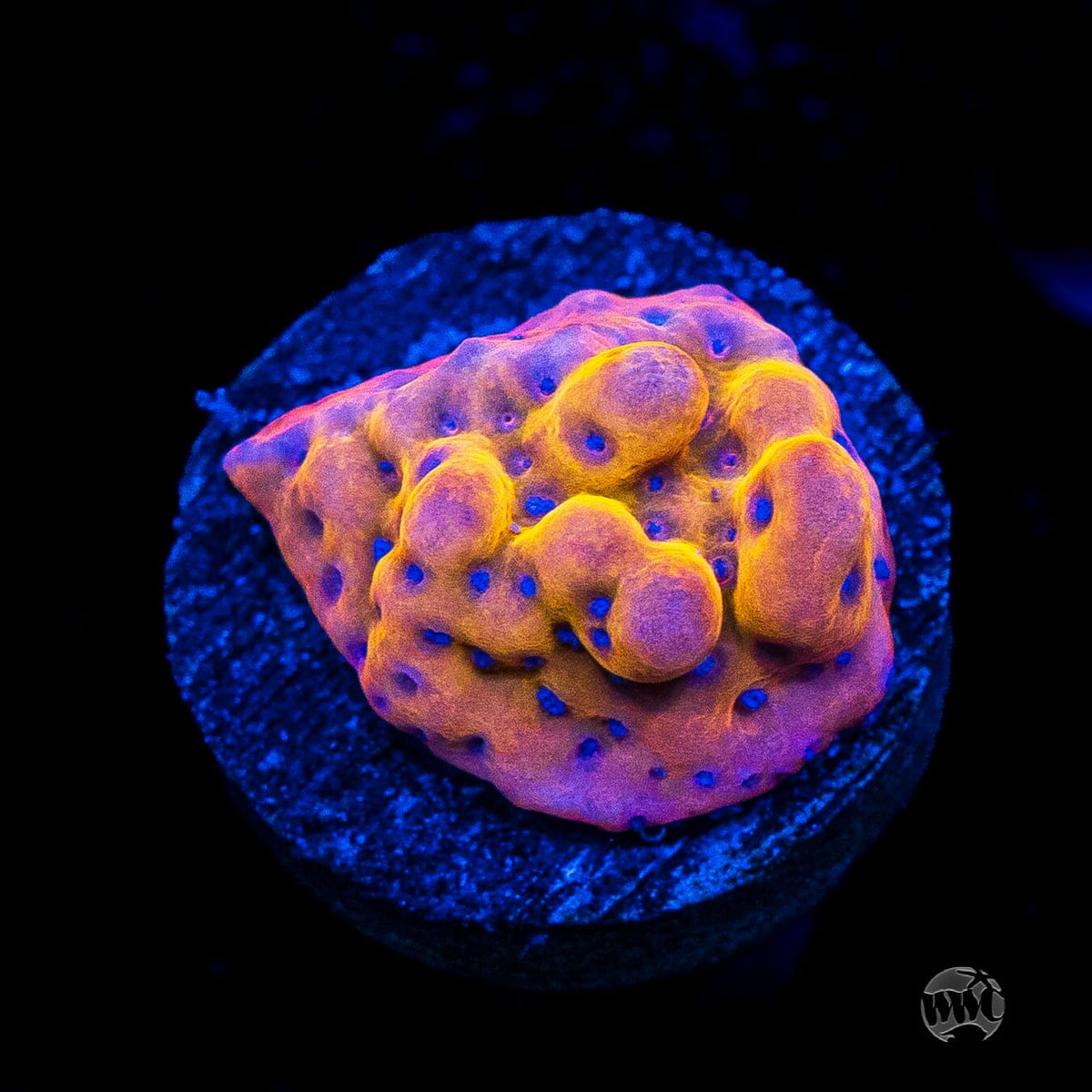 WWC Quicksand Montipora