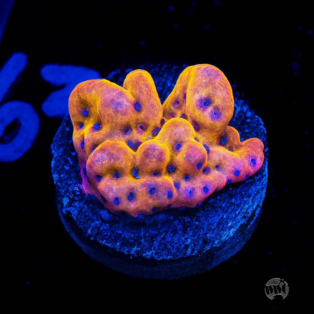 WWC Quicksand Montipora