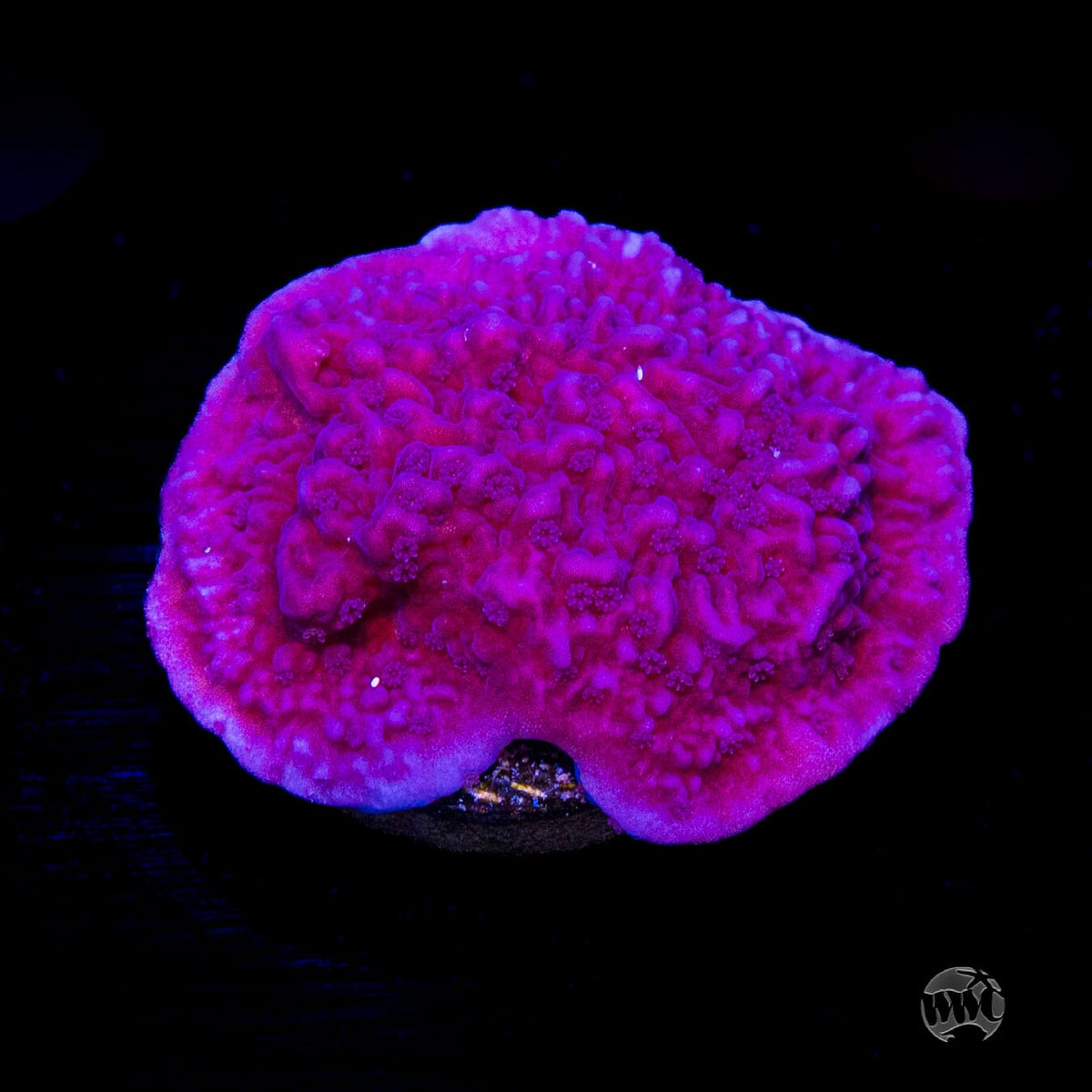 Vivid's Purple Cap Montipora