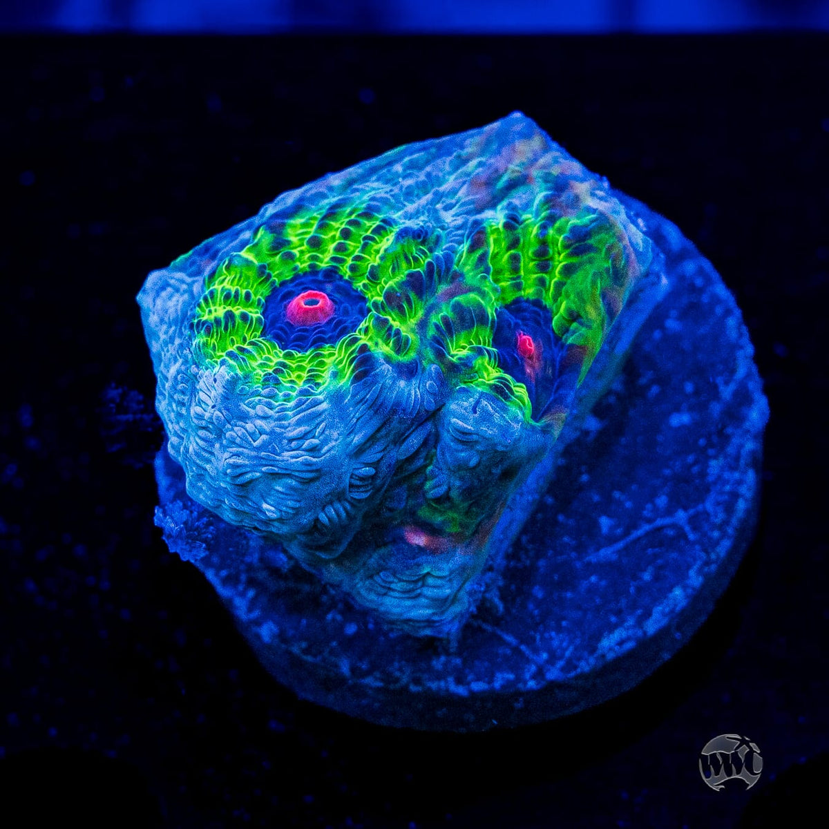 WWC Avatar Mycedium Chalice