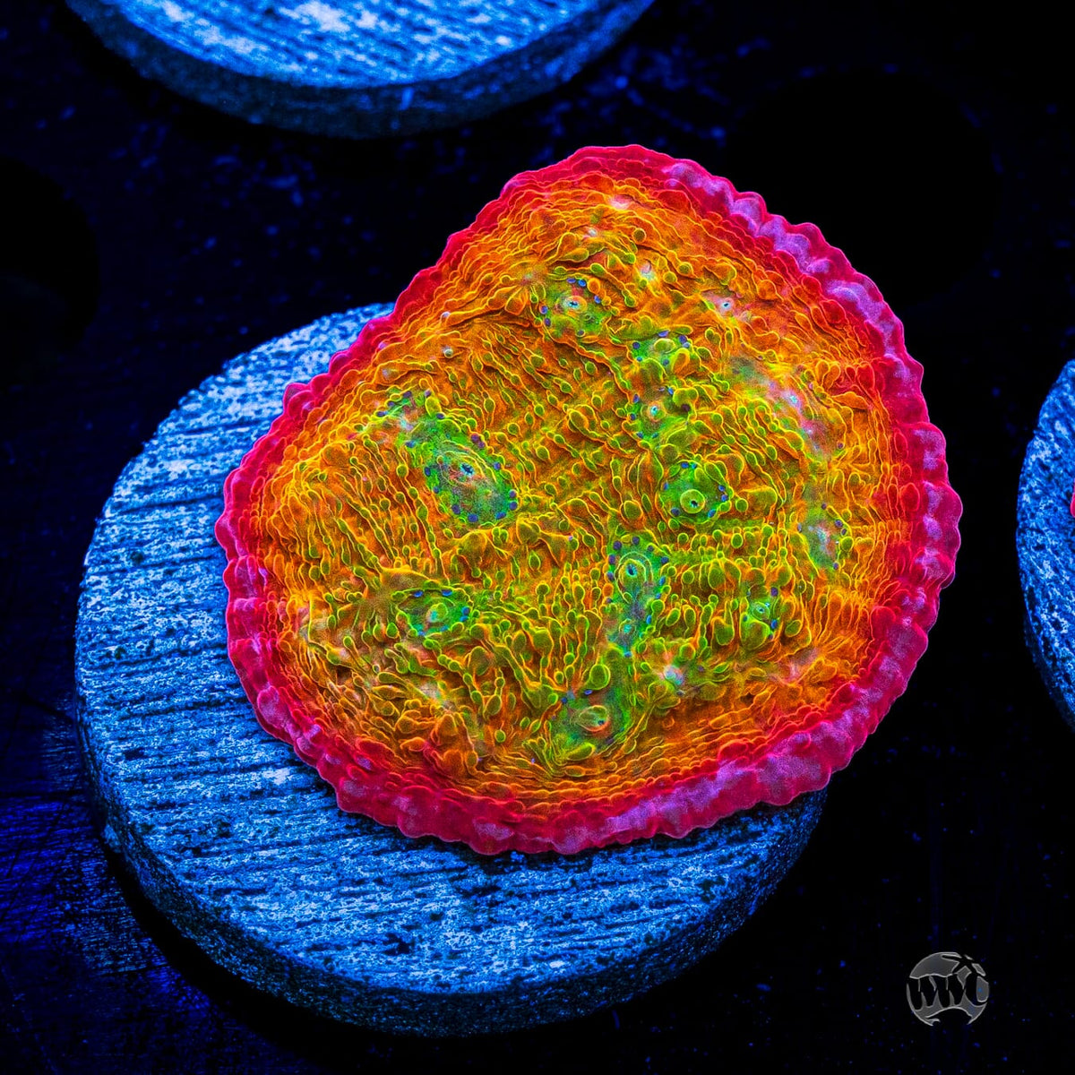 POTO Rainbow Peacock Chalice
