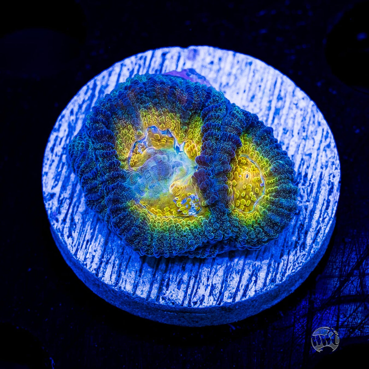 WWC Blue Lobster Favia