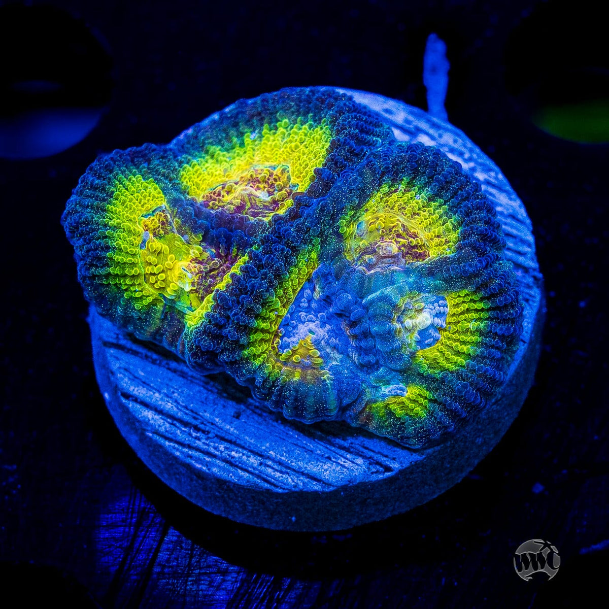 WWC Blue Lobster Favia