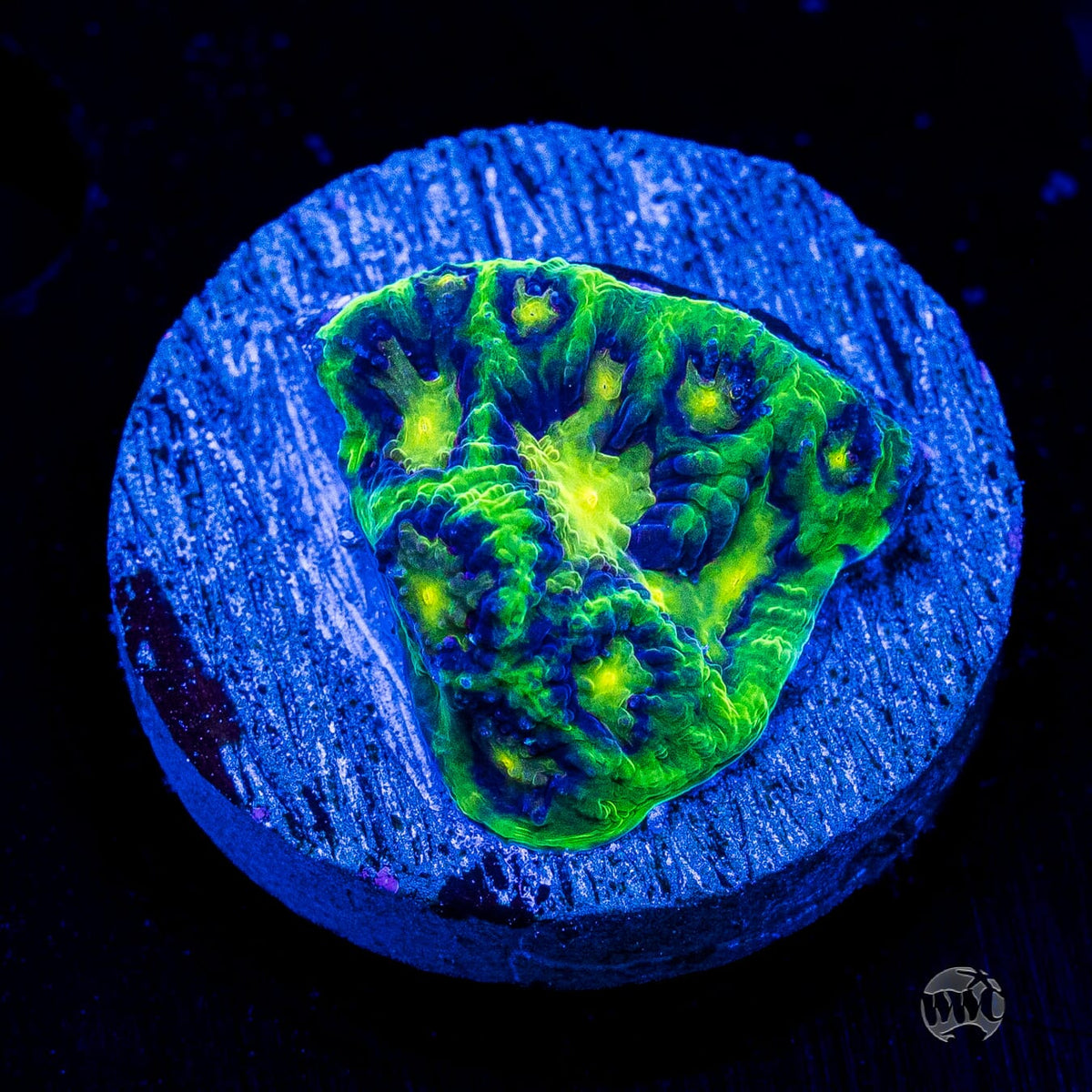 WWC Nuclear Jungle Favites