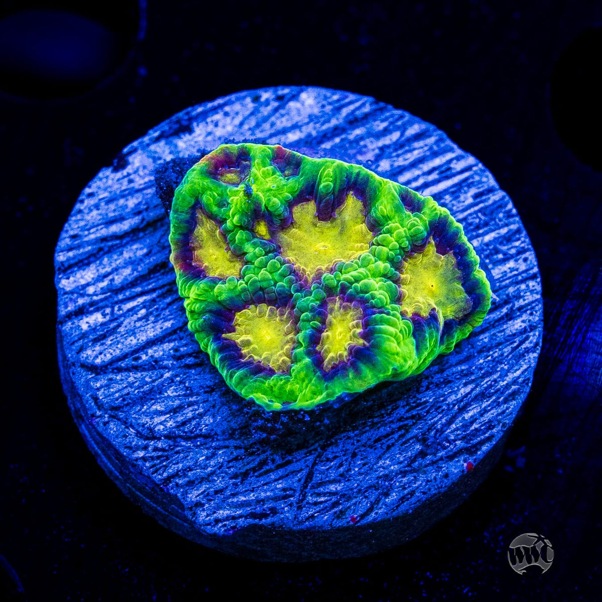 WWC Nuclear Jungle Favites