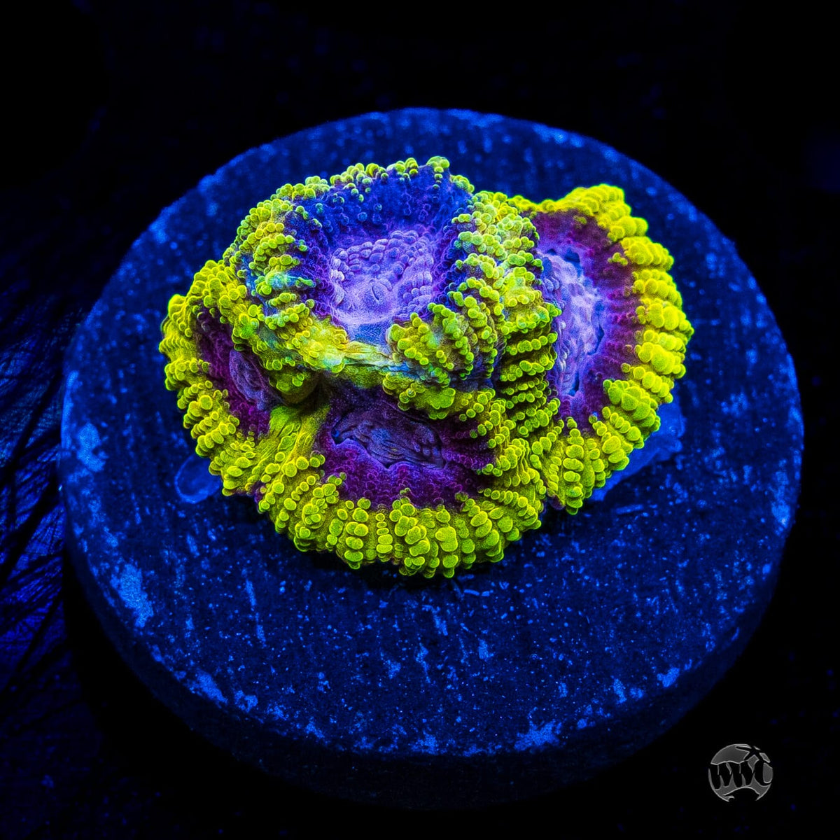 WWC Space Monkey Favia