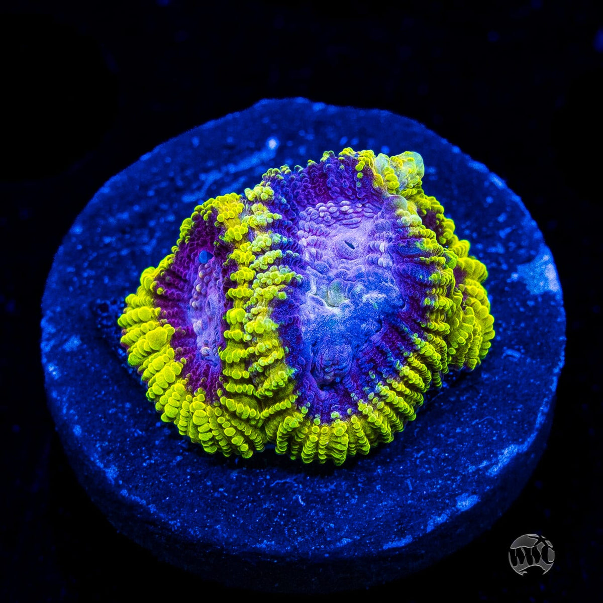 WWC Space Monkey Favia