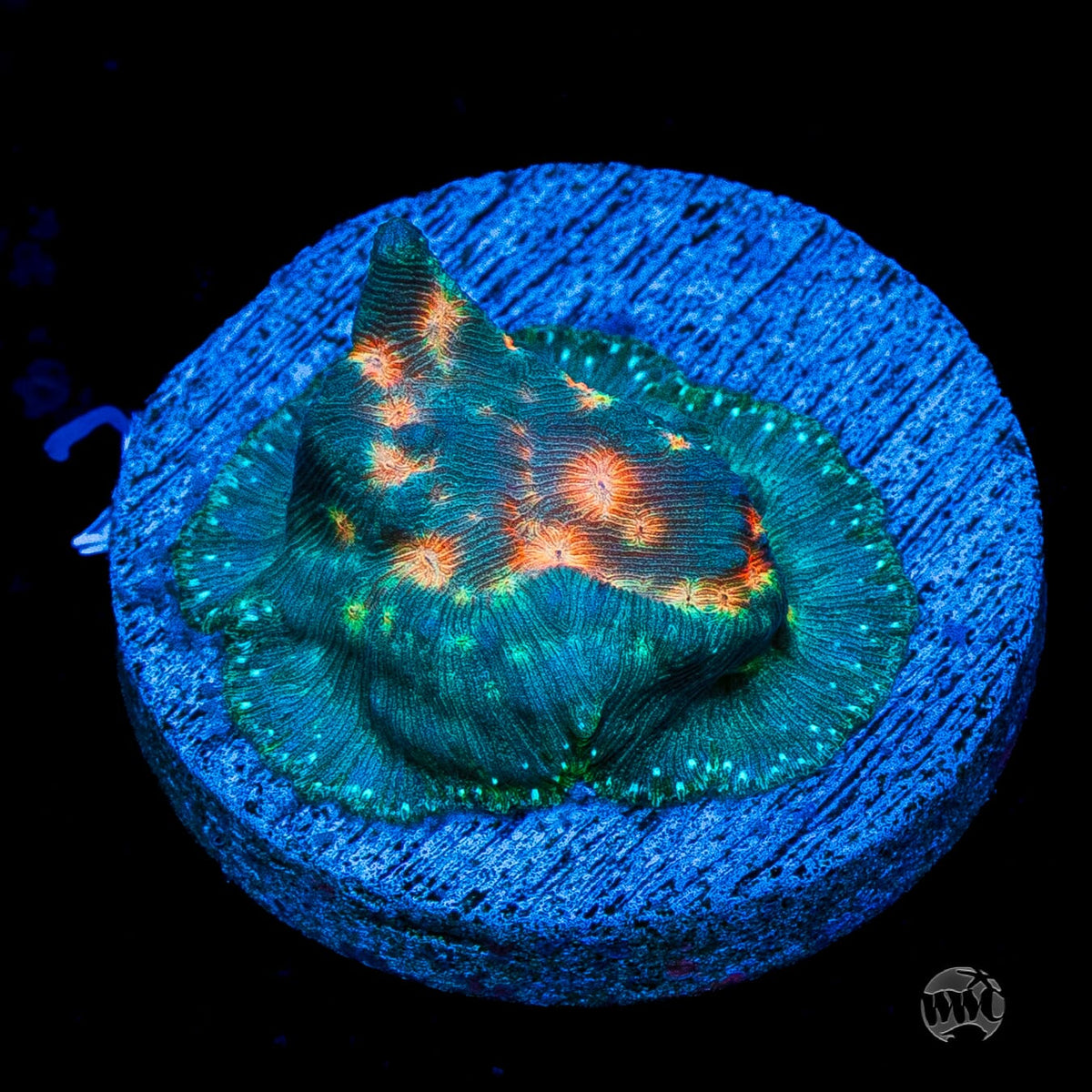 Jason Fox Lava Flow Leptoseris
