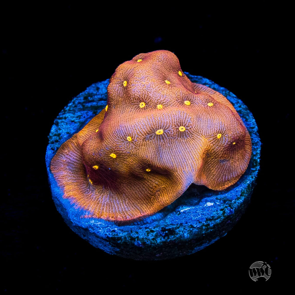 Jason Fox Sun God Leptoseris