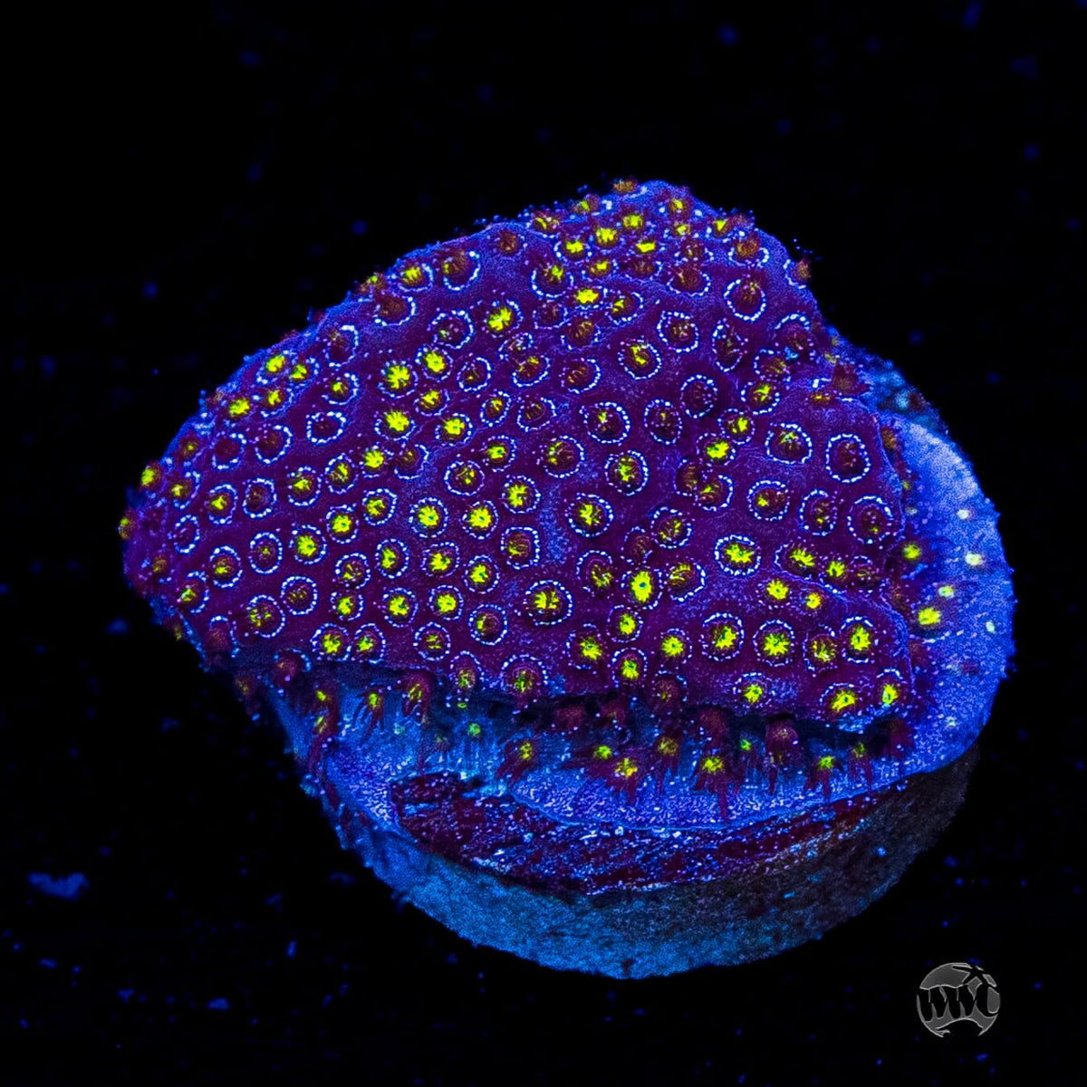 WWC Firestone Stylocoeniella