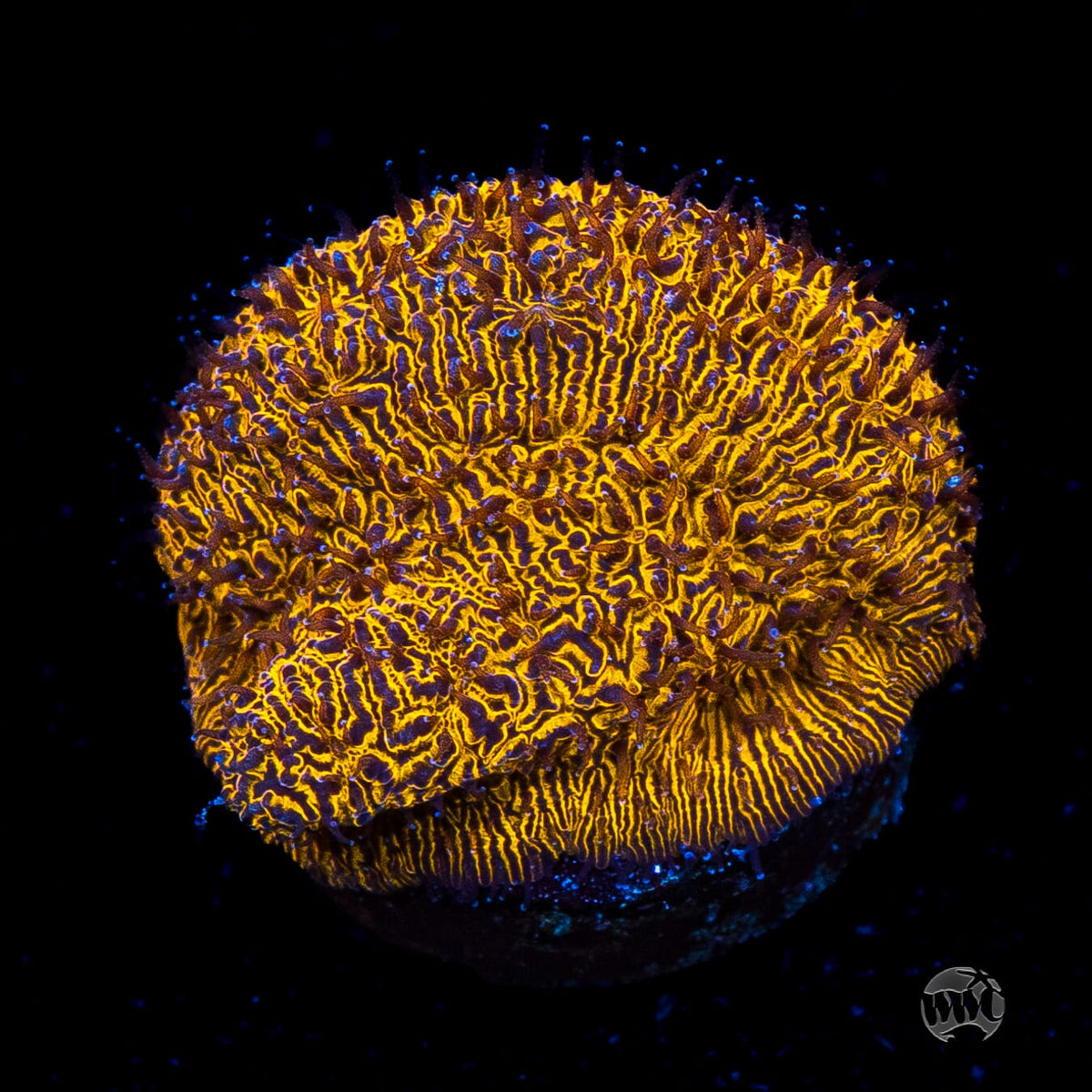 WWC 24K Lithophyllon