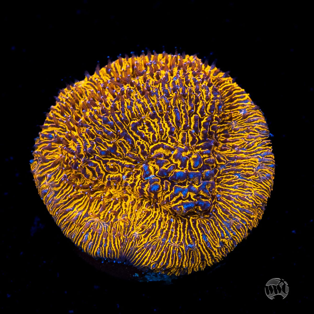 WWC 24K Lithophyllon