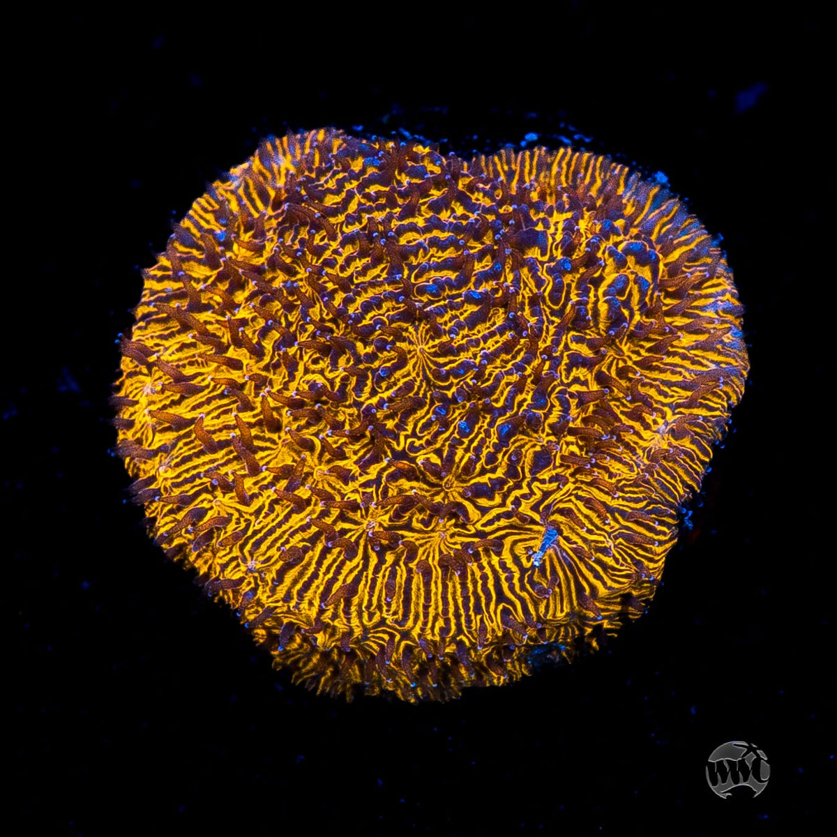 WWC 24K Lithophyllon