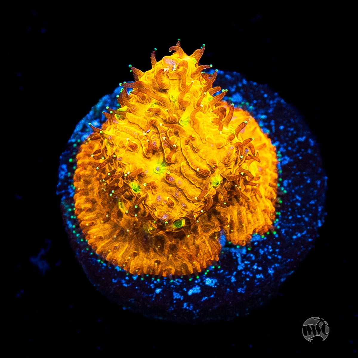 WWC C3PO Lithophyllon
