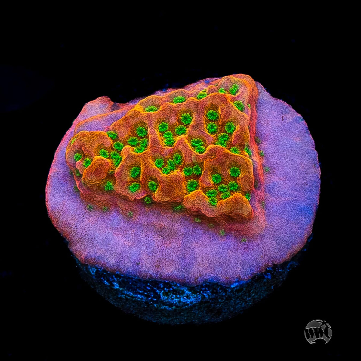 Sunset Imposter Montipora