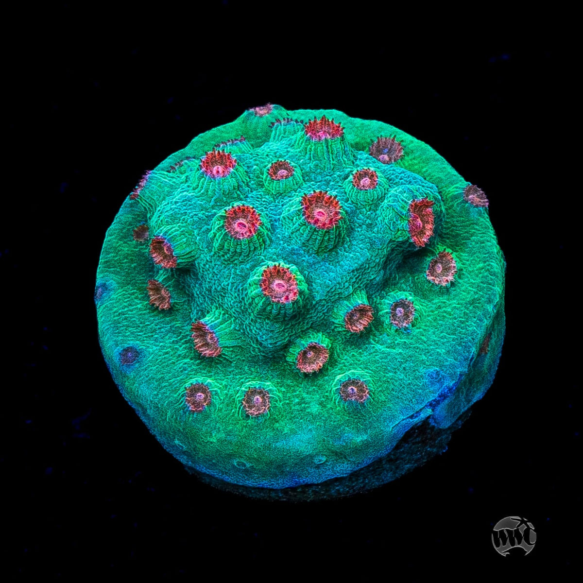 WWC Blow Pop Cyphastrea