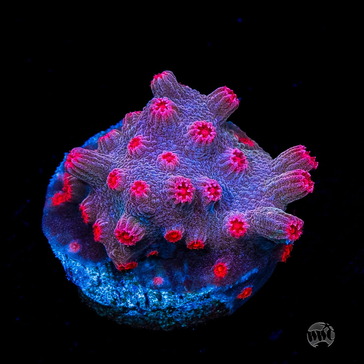 WWC Strawberry Branching Cyphastrea