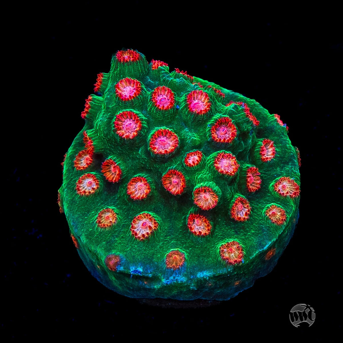 WWC Jingle Bells Cyphastrea