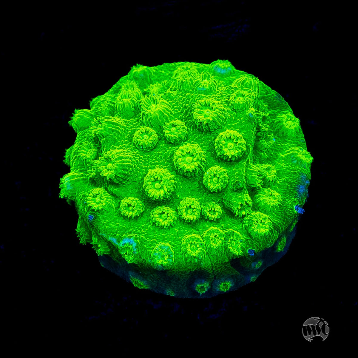 WWC Lime Green Cyphastrea