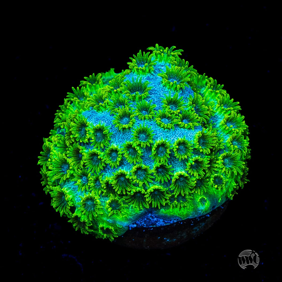 WWC Leafy Greens Cyphastrea