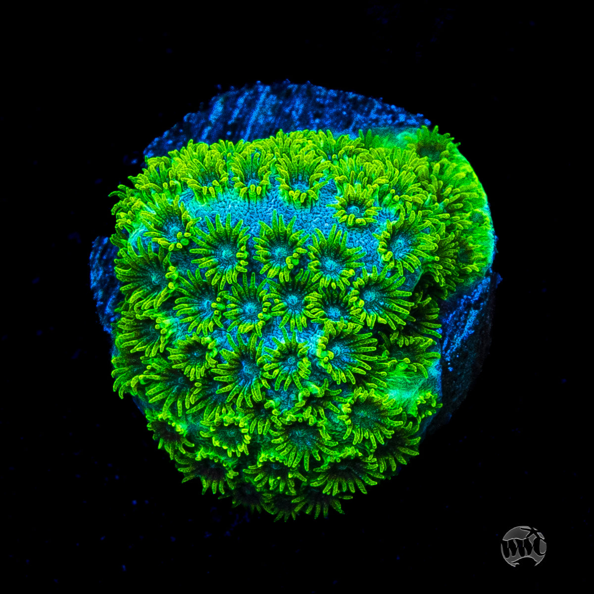 WWC Leafy Greens Cyphastrea