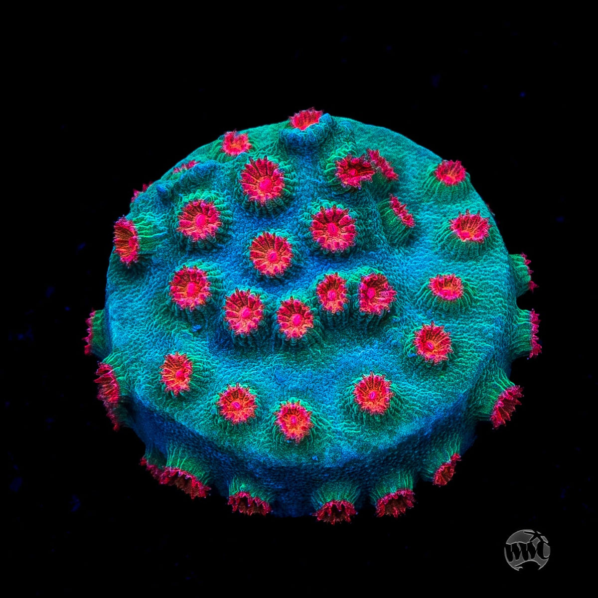 WWC Meteor Shower Cyphastrea