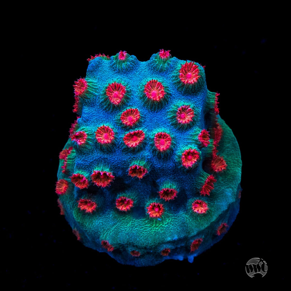 WWC Meteor Shower Cyphastrea