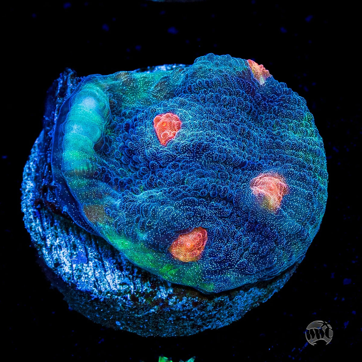 WWC Outer Orbit Chalice