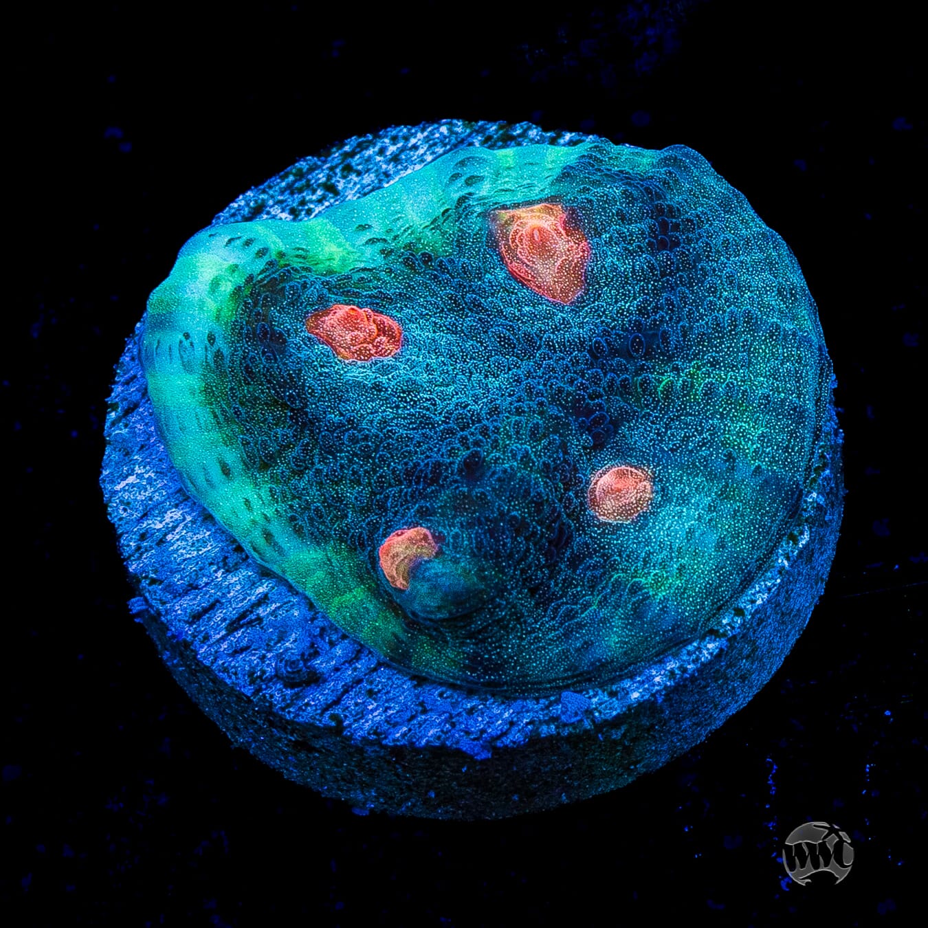 WWC Outer Orbit Chalice