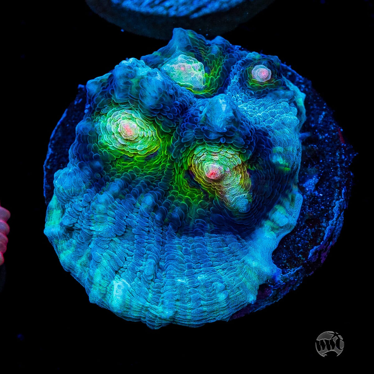 WWC Shattered Star Mycedium Chalice