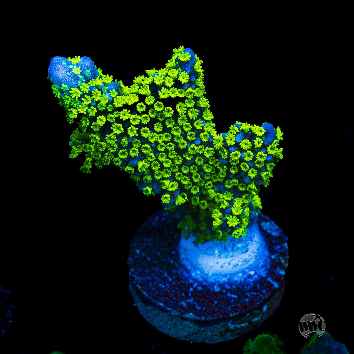 Jason Fox Purple Tide Montipora