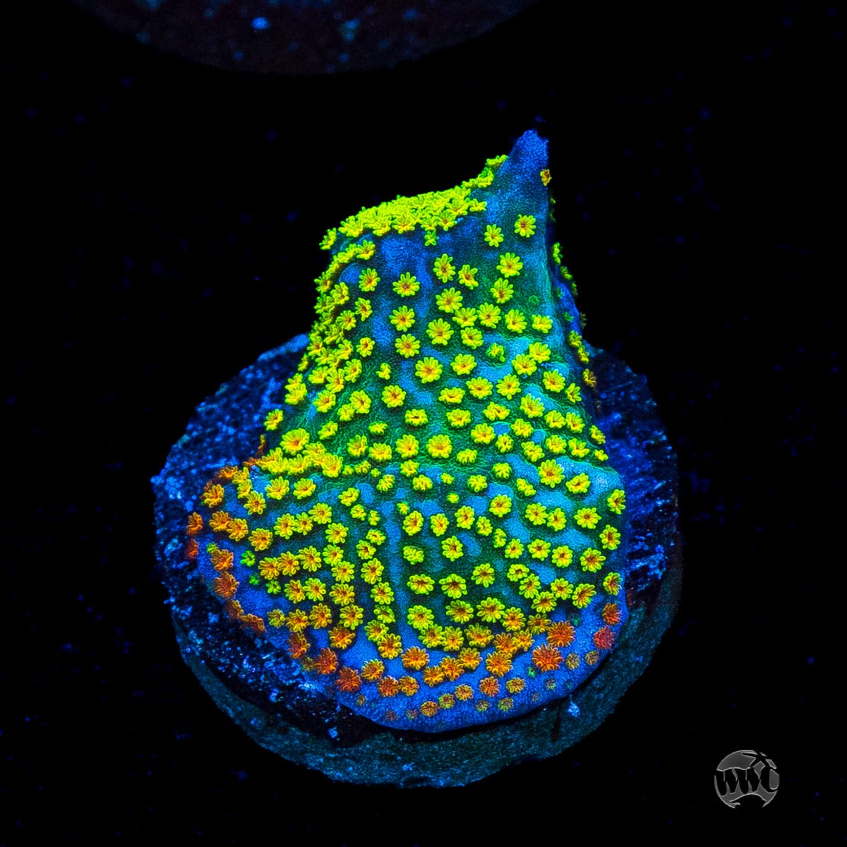Jason Fox Rainbow Montipora