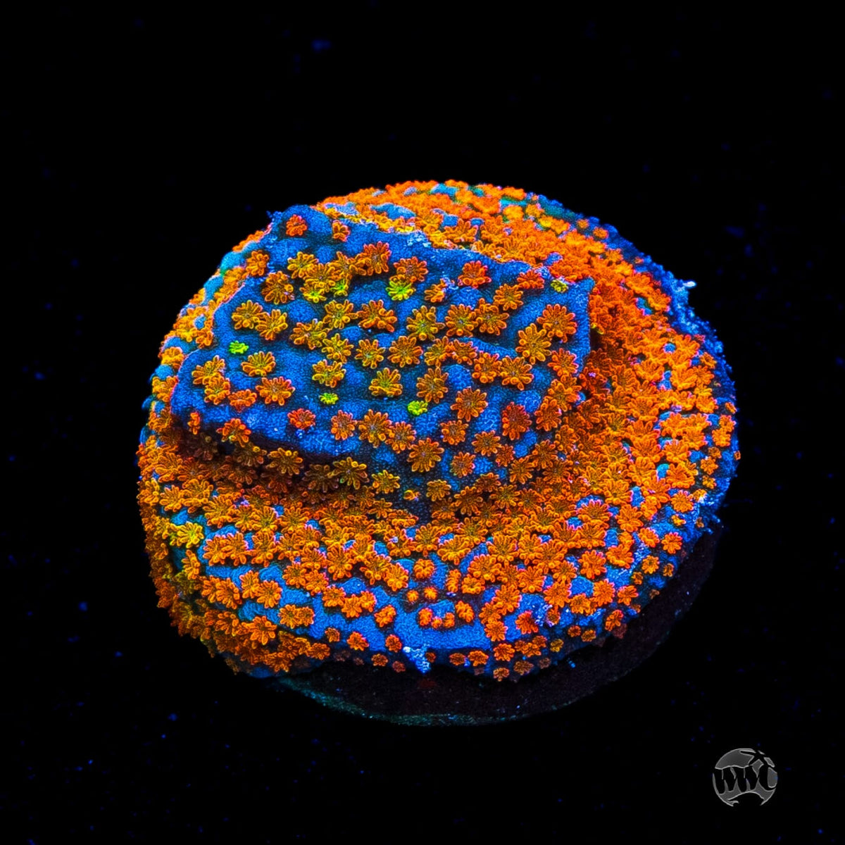 Jason Fox Fruity Pebbles Montipora