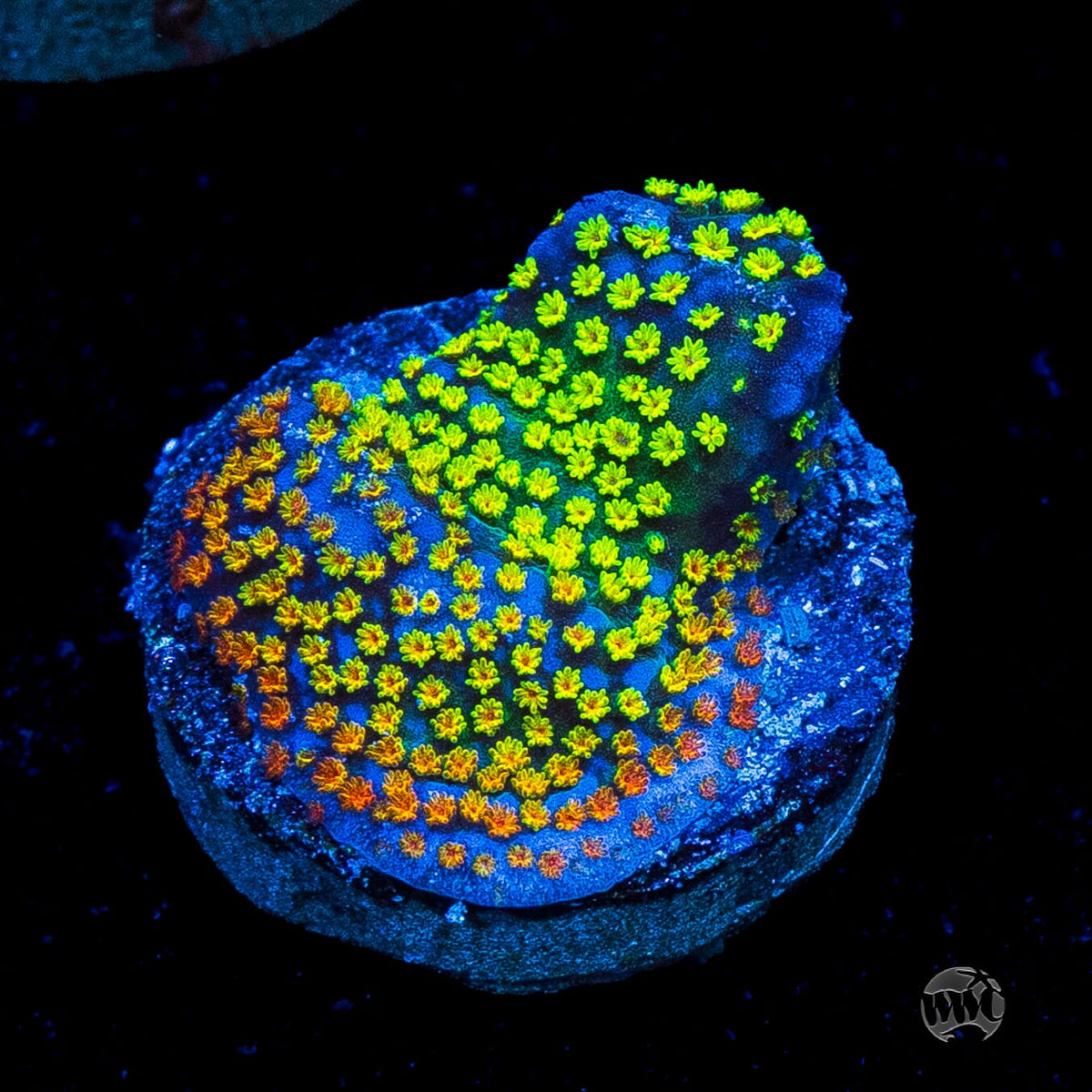 Jason Fox Rainbow Montipora